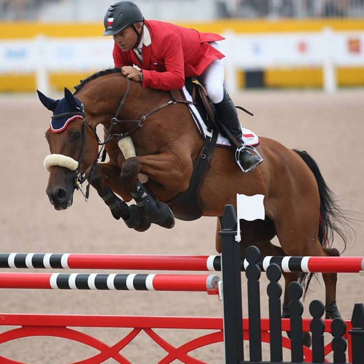 Couscous van Orti - BWP Warmblood showjumper competed by Pieter Devos